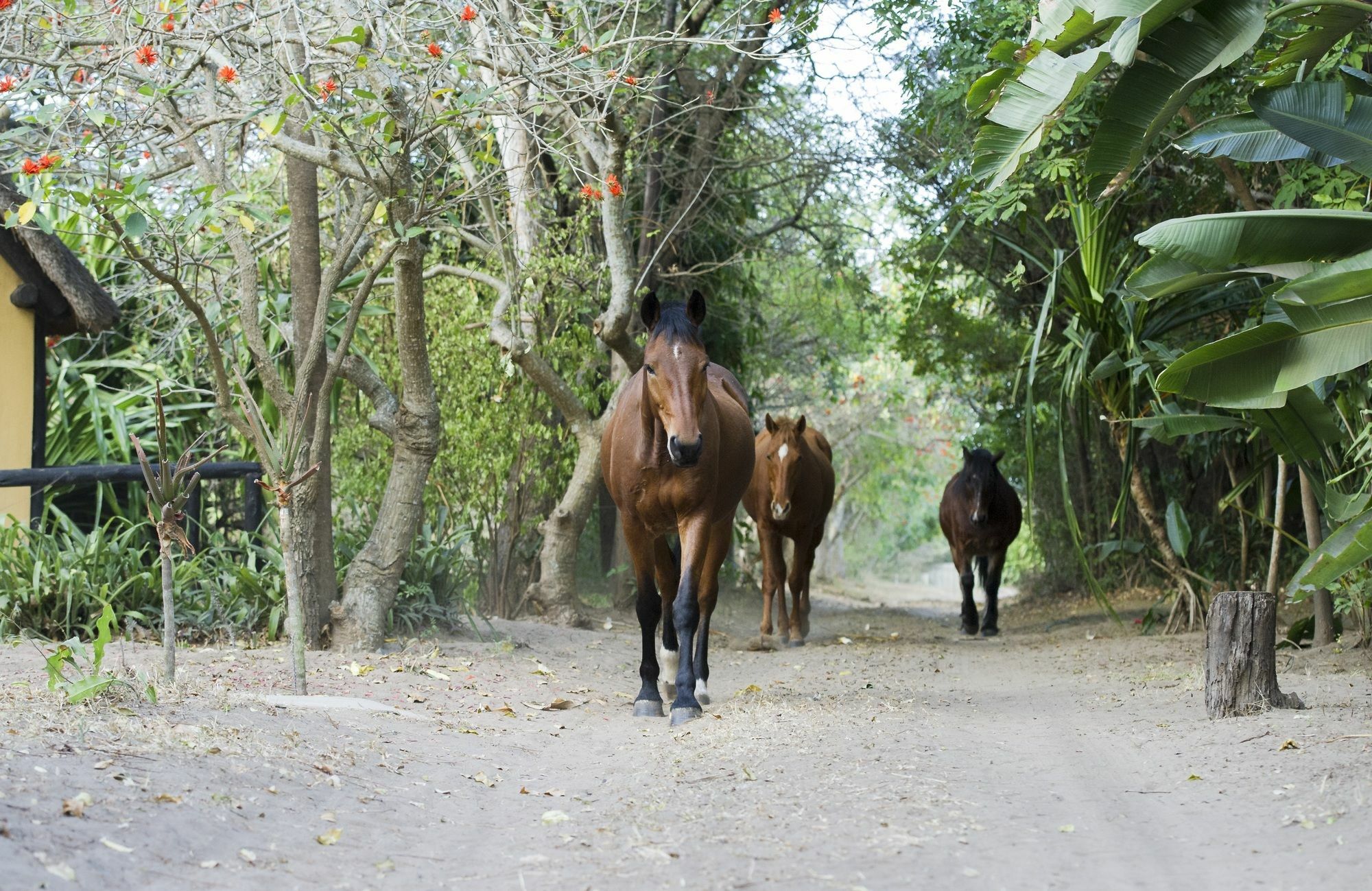 We Bushcamp & Horse Safaris Villa Hluhluwe Exterior photo